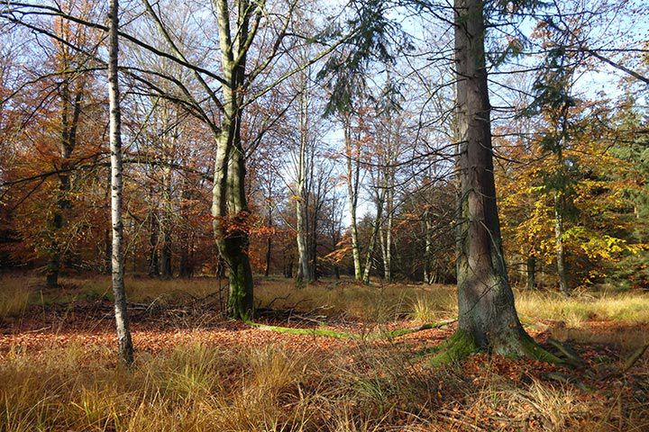 Wald